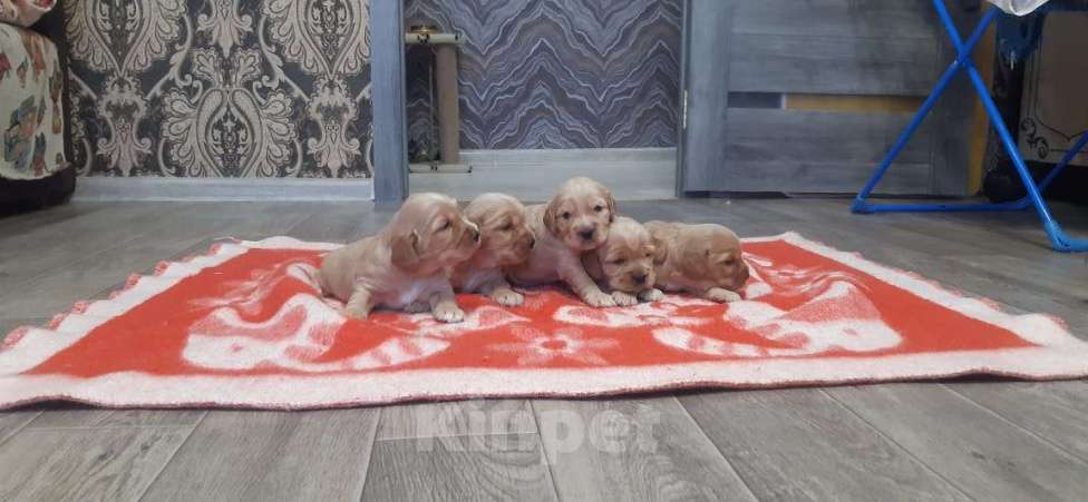 Собаки в Иркутске: Щенята английского кокер-спанееля  Мальчик, 16 000 руб. - фото 2