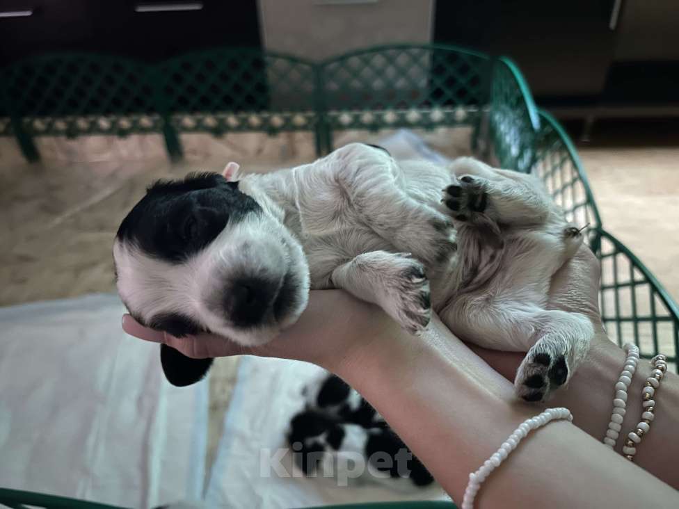 Собаки в Нижнем Новгороде: Продаю щенков Русского спаниеля Мальчик, 15 000 руб. - фото 2