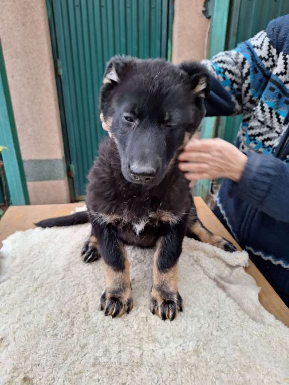 Собаки в других городах Московской области: Щенки  Мальчик, 45 000 руб. - фото 3