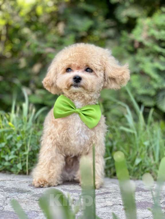 Собаки в Котельнике: Мальтипу ф 1 бишпу Пушон Тедди тикап пудель  Мальчик, 150 000 руб. - фото 7