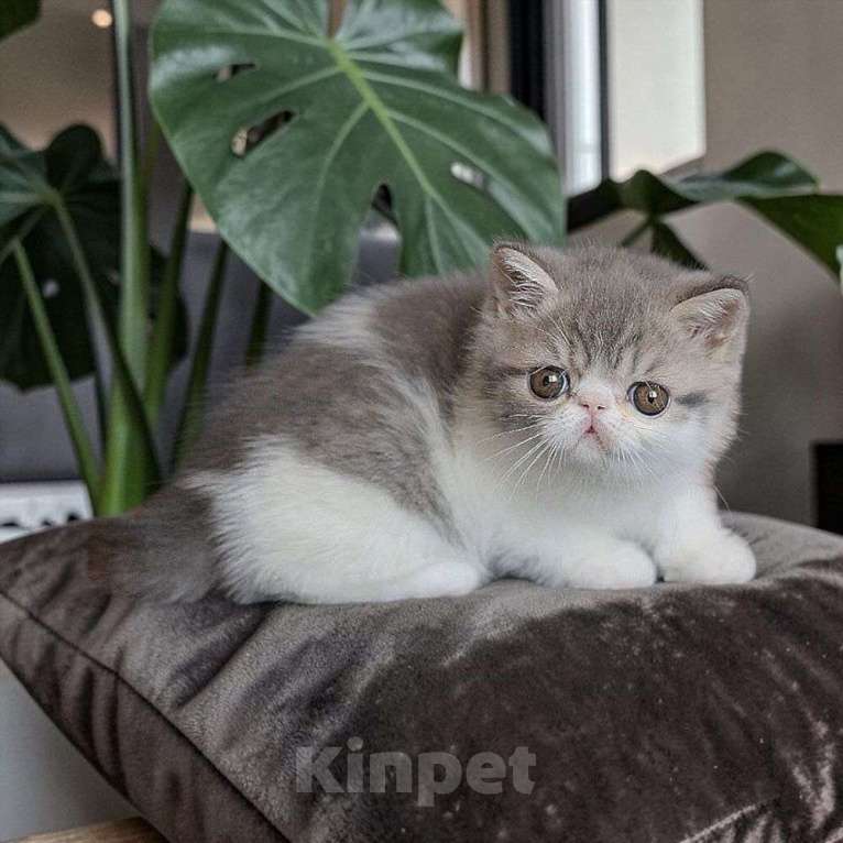 Кошки в Москве: Экзотический котенок котик Мальчик, 35 000 руб. - фото 4