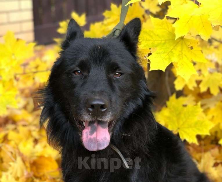 Собаки в Апрелевке: Спокойный и ласковый пес Барон ищет дом! Мальчик, 1 руб. - фото 1