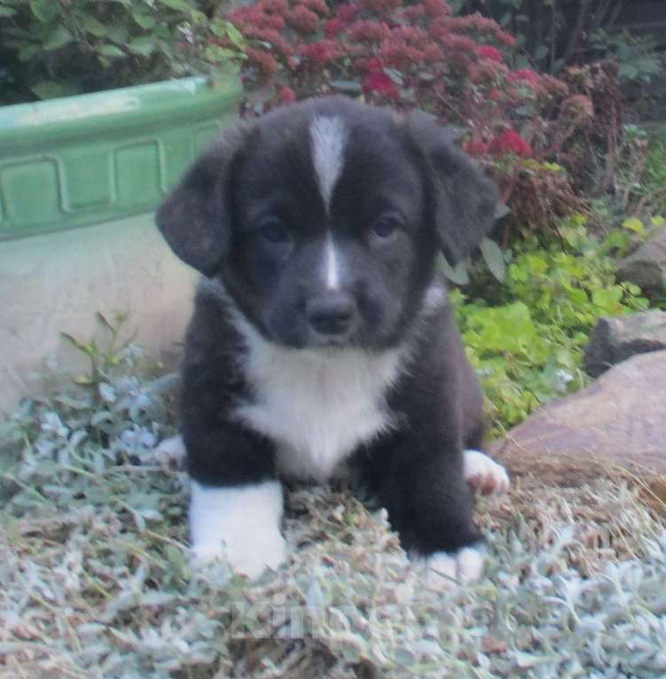 Собаки в Иркутске: Щенки Вельш Корги Кардигана Девочка, Бесплатно - фото 1