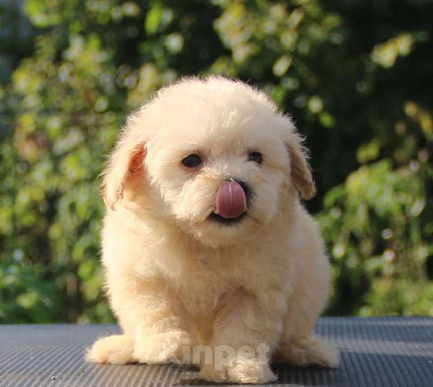 Собаки в Москве: мальтипу Ф1 щенки мини и микро Мальчик, 100 000 руб. - фото 8