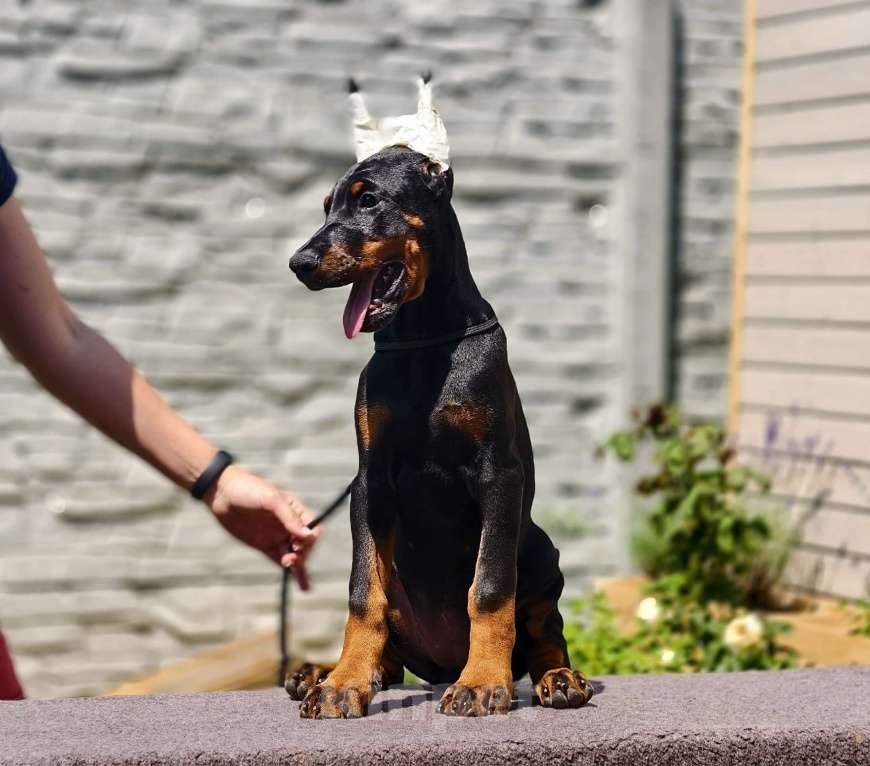 Собаки в Курске: Доберманы РКФ Девочка, Бесплатно - фото 2