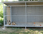 Собаки в Валдае: охранника Умку в добрые руки Мальчик, Бесплатно - фото 3