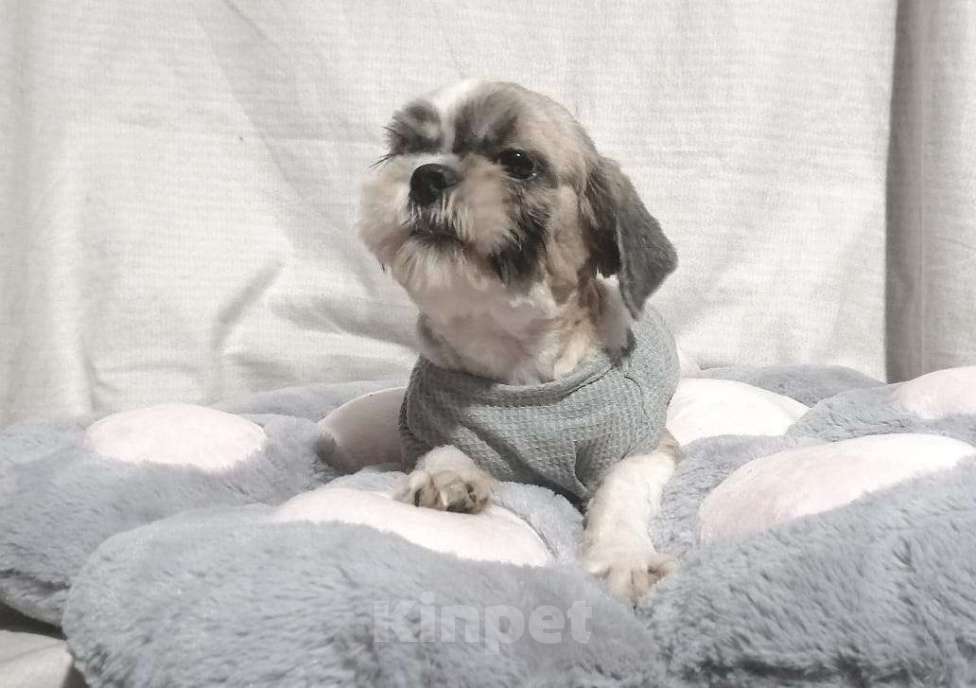 Собаки в Москве: Щенок Ши-тцу Девочка Бело-золотая. Из питомника продается Девочка, 30 000 руб. - фото 2