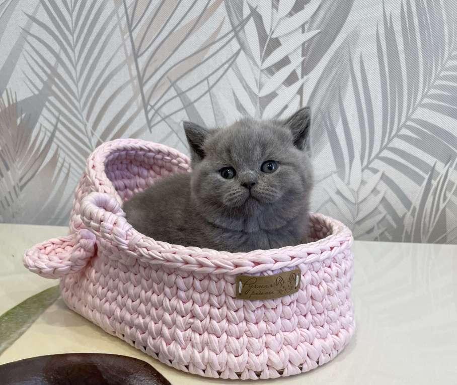 Кошки в Санкт-Петербурге: Британская голубая девочка Девочка, 40 000 руб. - фото 1