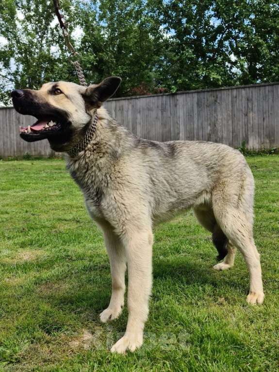 Собаки в Звенигороде: Бобик молодой пес в добрые руки Мальчик, Бесплатно - фото 9