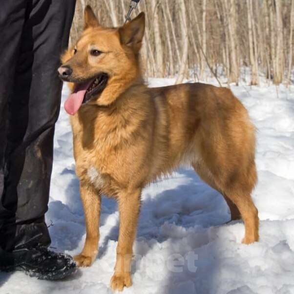 Собаки в Москве: Лило Мальчик, Бесплатно - фото 3