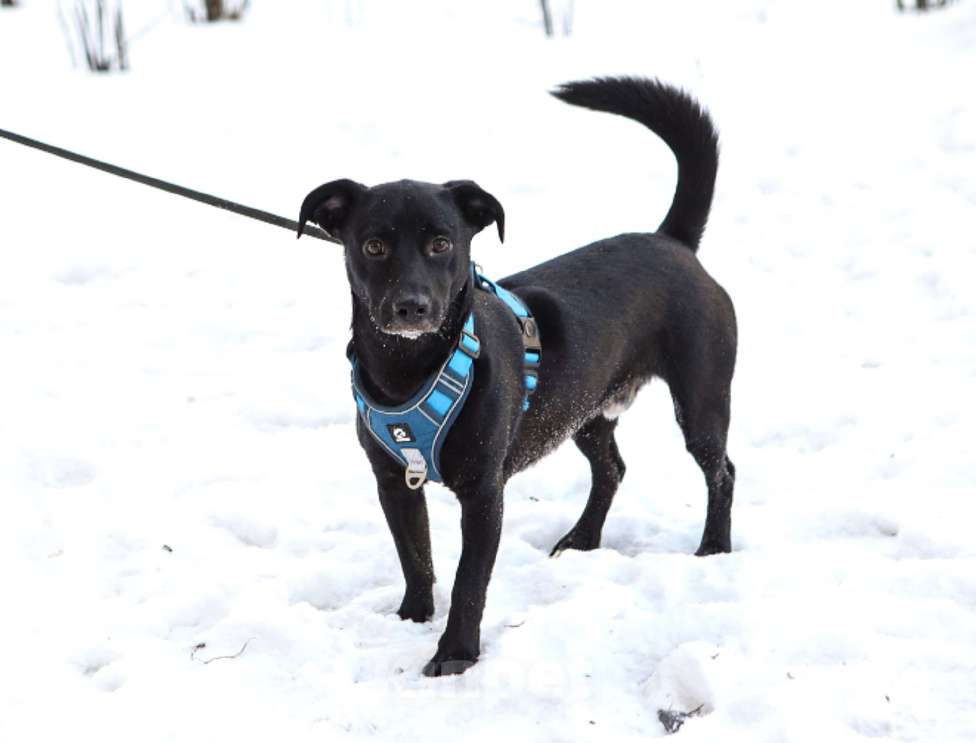 Собаки в Санкт-Петербурге: Собака Бемби ищет семью Мальчик, Бесплатно - фото 3