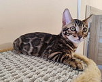 Кошки в Москве: Бенгальская девочка с родословной (в наличии) Девочка, 40 000 руб. - фото 6
