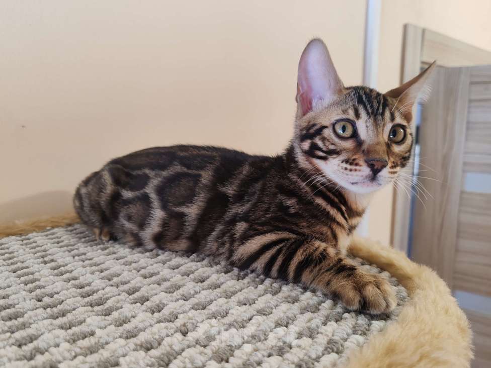 Кошки в Москве: Бенгальская девочка с родословной (в наличии) Девочка, 40 000 руб. - фото 6