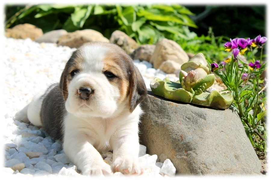 Собаки в Москве: Самая лучшая девочка бигля Девочка, 90 000 руб. - фото 2