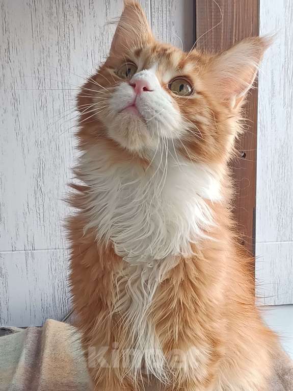 Кошки в Москве: Котенок Мейн-Кун Мальчик, Бесплатно - фото 7