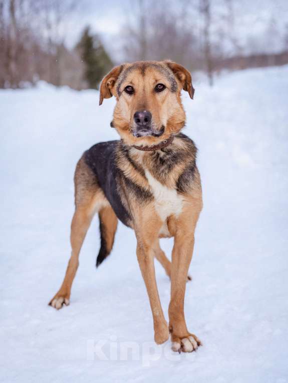 Собаки в Москве: Активный, жизнерадостный особенный мальчишка Мальчик, Бесплатно - фото 7
