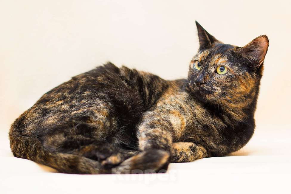 Кошки в Москве: Пеппи ищет дом Девочка, Бесплатно - фото 3