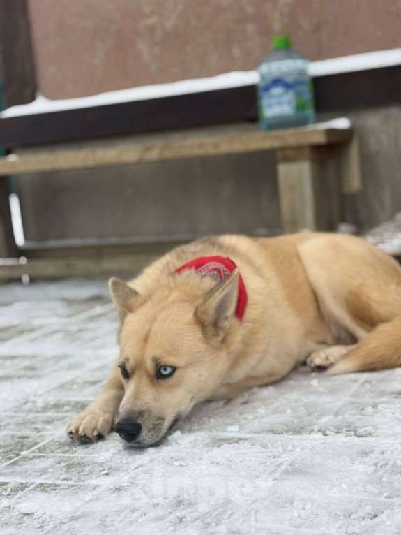 Собаки в Москве: Потрясающе красивая собака. Метис хаски Девочка, Бесплатно - фото 3