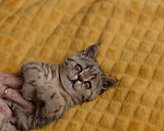 Кошки в Ногинске: Экзотическая короткошерстная  Мальчик, 20 000 руб. - фото 5