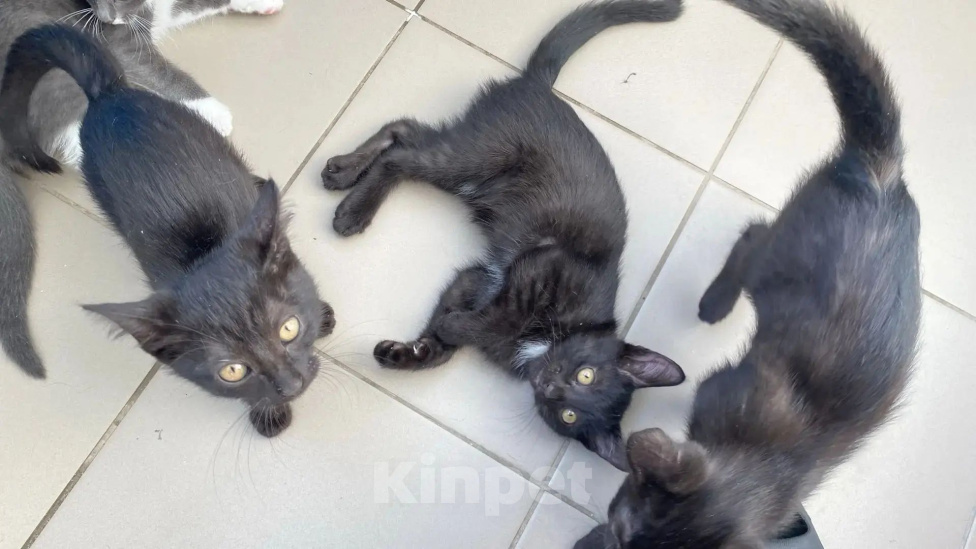 Кошки в Уфе: Отдаю котят в добрые руки бесплатно Разнополые, Бесплатно - фото 2