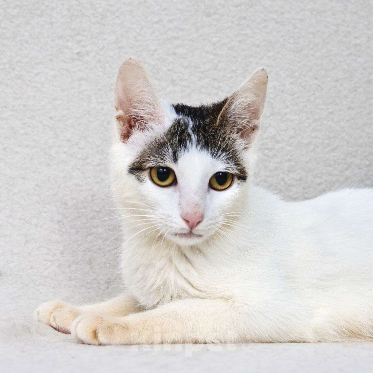 Кошки в Москве: Особенная Пенелопа ищет семью Девочка, Бесплатно - фото 1