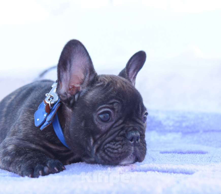 Собаки в Москве: Французский бульдог мальчик тигровый Мальчик, 40 000 руб. - фото 3