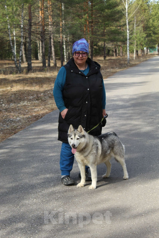 Собаки в Москве: Красавица, умница Пижма, найденушка из Владимирской области Девочка, Бесплатно - фото 3