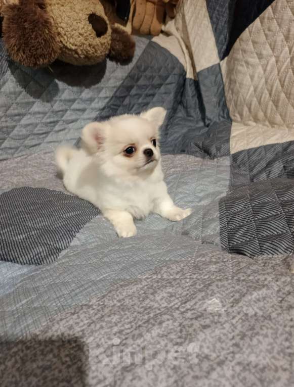 Собаки в Курске: Мальчик чихуахуа Мальчик, 25 000 руб. - фото 6