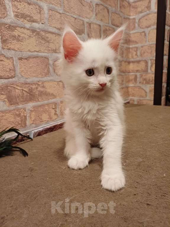 Кошки в Йошкаре-Оле: Крупный белоснежный мальчик Мейн-Кун Мальчик, 35 000 руб. - фото 2