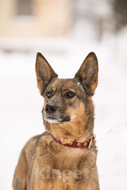 Собаки в Щелково: Собака в добрые руки Девочка, Бесплатно - фото 3