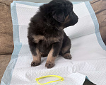 Собаки в других городах Московской области: Щенок банхара Девочка, 60 000 руб. - фото 3