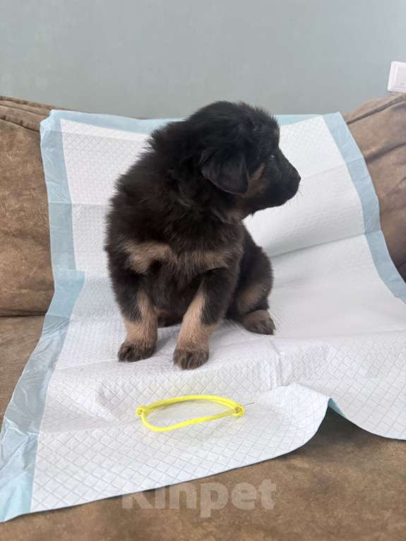 Собаки в других городах Московской области: Щенок банхара Девочка, 60 000 руб. - фото 3