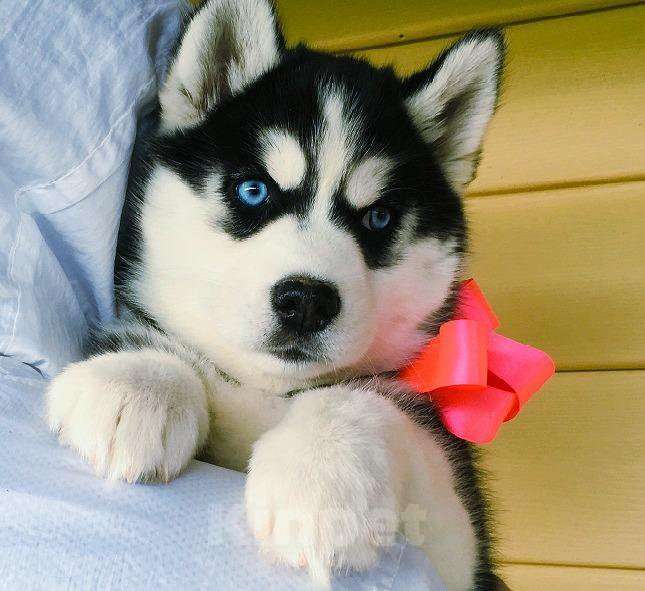 Собаки в Белгороде: Хаски Щенки Разных окрасов Разнополые, Бесплатно - фото 1