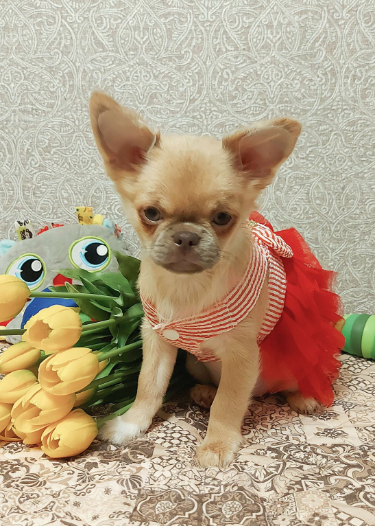 Собаки в Новосибирске: Девочка Чихуахуа  Девочка, Бесплатно - фото 4