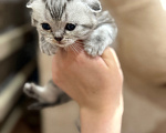 Кошки в Курганинске: Шотландские котята Мальчик, Бесплатно - фото 5