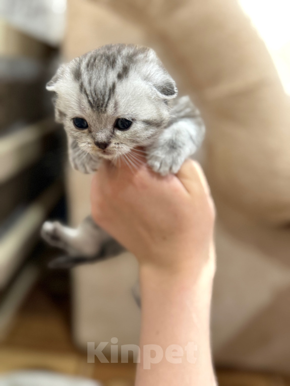 Кошки в Курганинске: Шотландские котята Мальчик, Бесплатно - фото 5