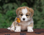 Собаки в Новосибирске: Щенки вельш-корги пемброк Мальчик, 1 руб. - фото 4