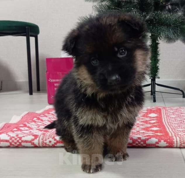 Собаки в Владимире: Чистокровная немецкая овчарка Девочка, 15 000 руб. - фото 1