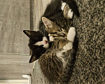 Кошки в Серпухове: Чудо котенок от кошки мышеловки Черно-белый  Мальчик, 1 руб. - фото 7