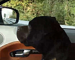 Собаки в Сочи: Потерялся Стаффордширский бультерьер  Мальчик, 100 000 руб. - фото 6