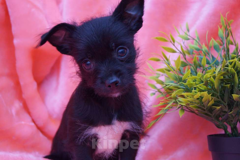 Собаки в Москве: Щеночки метисы- детки любви Мальчик, 13 000 руб. - фото 8