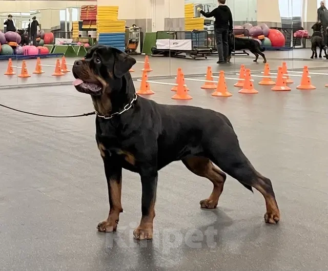Собаки в Санкт-Петербурге: Щенки ротвейлера, рожд. 25.03.26 Разнополые, 60 000 руб. - фото 5