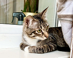 Кошки в Москве: Красивейший полосатый котик Мартин в добрые руки  Мальчик, Бесплатно - фото 4