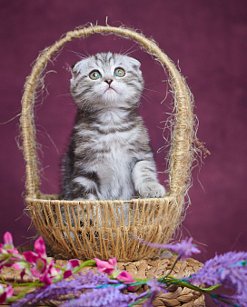 Котик-фолд Тимоти🤎