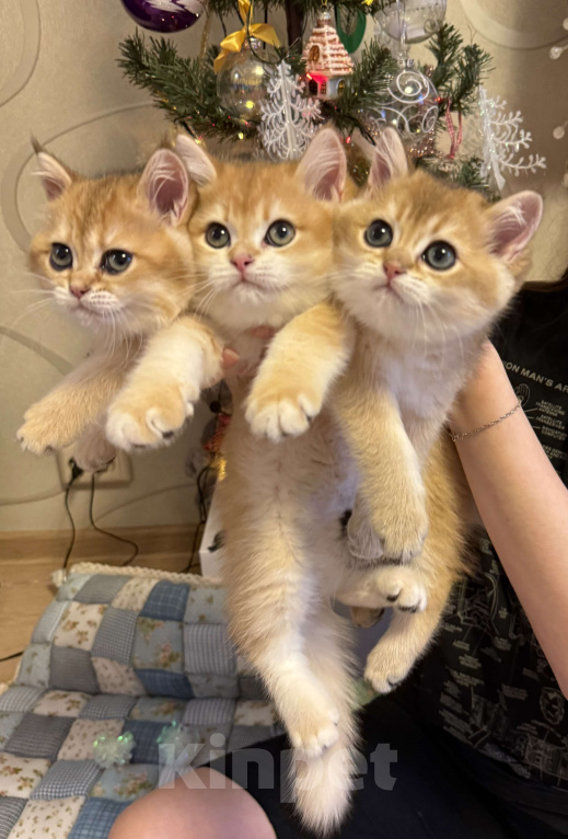 Кошки в Москве: Золотой британский котенок  Мальчик, 49 000 руб. - фото 3