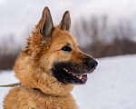 Собаки в Москве: Красавица Злата в поисках дома Девочка, Бесплатно - фото 4