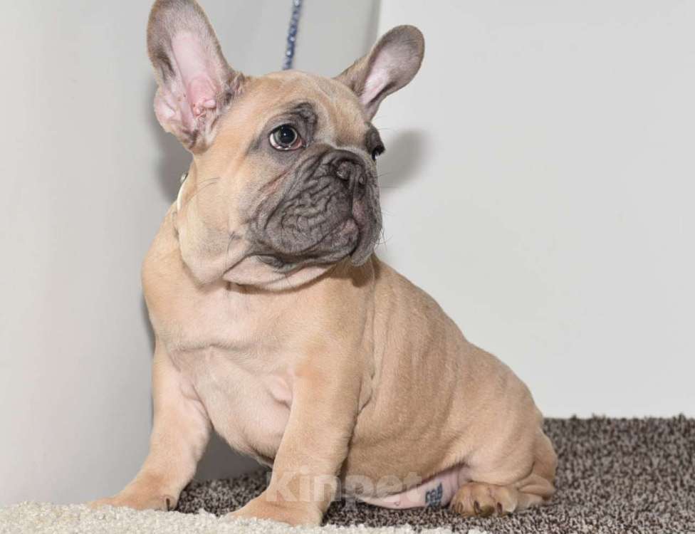 Собаки в Москве: Мальчик палевоголубой Мальчик, 50 000 руб. - фото 1