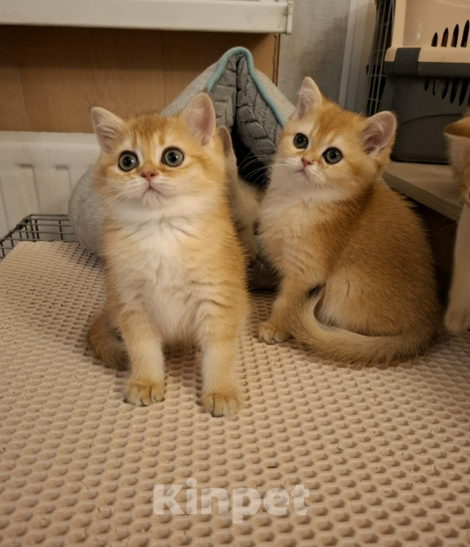 Кошки в Санкт-Петербурге: Шотландские золотые. Девочка, 29 000 руб. - фото 2