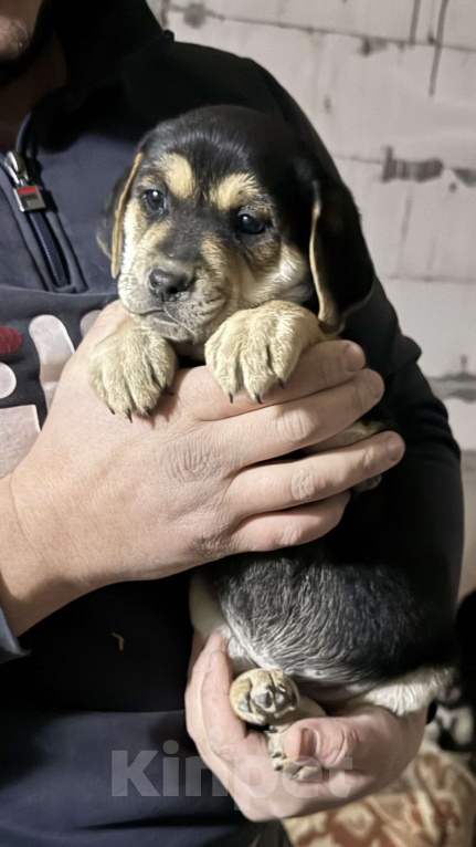 Собаки в Симферополе: Принцесска ищет дом Девочка, 100 руб. - фото 1