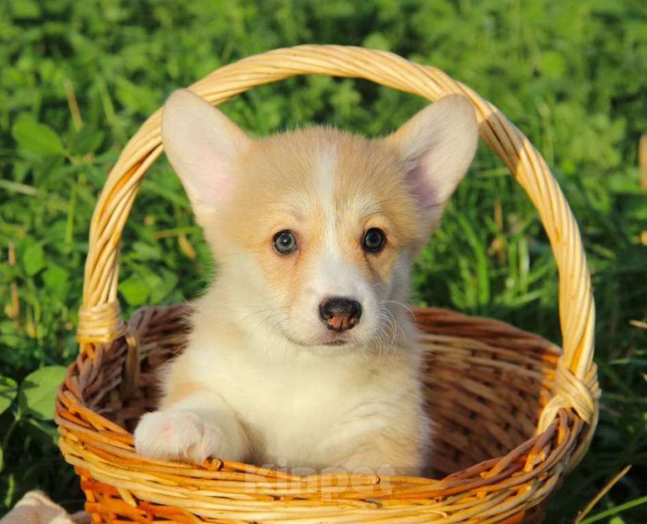 Собаки в Санкт-Петербурге: Красавица малышка ищет любящих мампап. Девочка, 45 000 руб. - фото 1